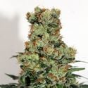 Ripper Badazz (Ripper Seeds) feminisiert