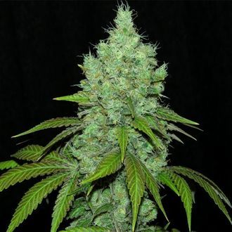 Black Valley (Ripper Seeds) feminisiert