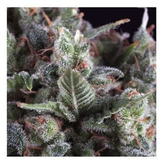 Auto Olympia (Pyramid Seeds) feminisiert