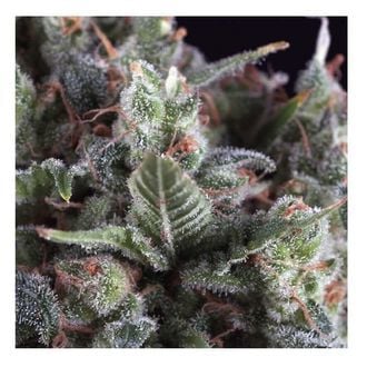 Auto Olympia (Pyramid Seeds) feminized