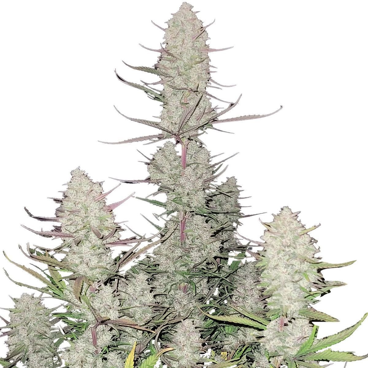 Tropicanna Cookies Auto (Fast Buds)