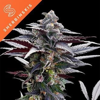 Pink Sunset (Sherbinskis x Silent Seeds) feminisiert