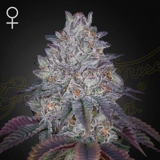 King's Tart (Greenhouse Seeds) feminisiert