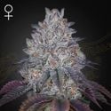 King's Tart (Greenhouse Seeds) feminized