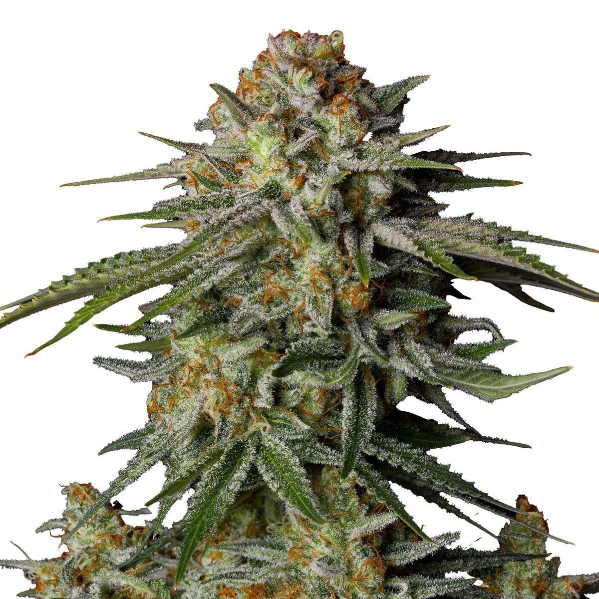 GG4 Sherbet FF (FastBuds) feminisiert