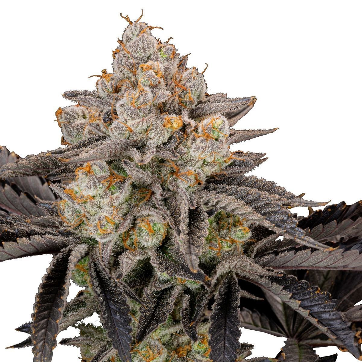 Gorilla Cookies FF (FastBuds) feminisiert