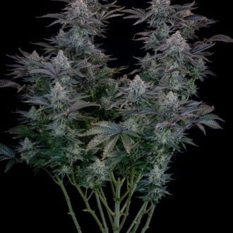 Gorilla Cookies FF (FastBuds) feminized