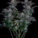 Gorilla Cookies FF (FastBuds) feminized