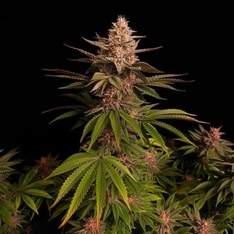 Purple Lemonade FF (FastBuds) feminized