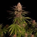 Purple Lemonade FF (FastBuds) feminized