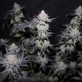 Tropicana Cookies FF (FastBuds) feminized