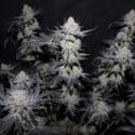 Tropicana Cookies FF (FastBuds) feminized