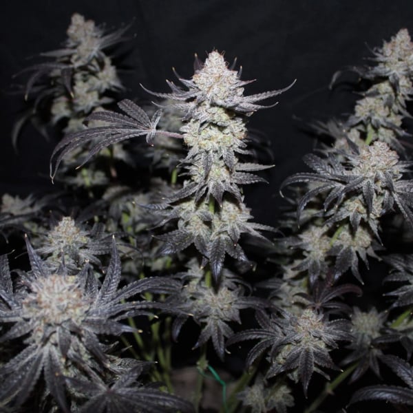 Tropicana Cookies FF (FastBuds) feminized