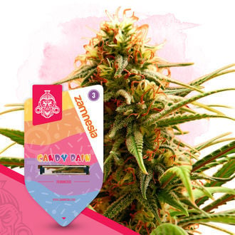 Candy Rain (Zamnesia Seeds) feminisiert