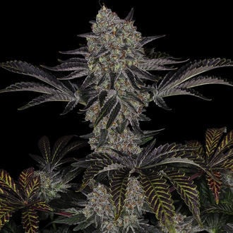 Black Orchid (Zamnesia Seeds) feminisiert