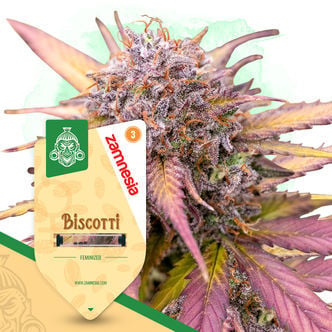 Biscotti (Zamnesia Seeds) feminized