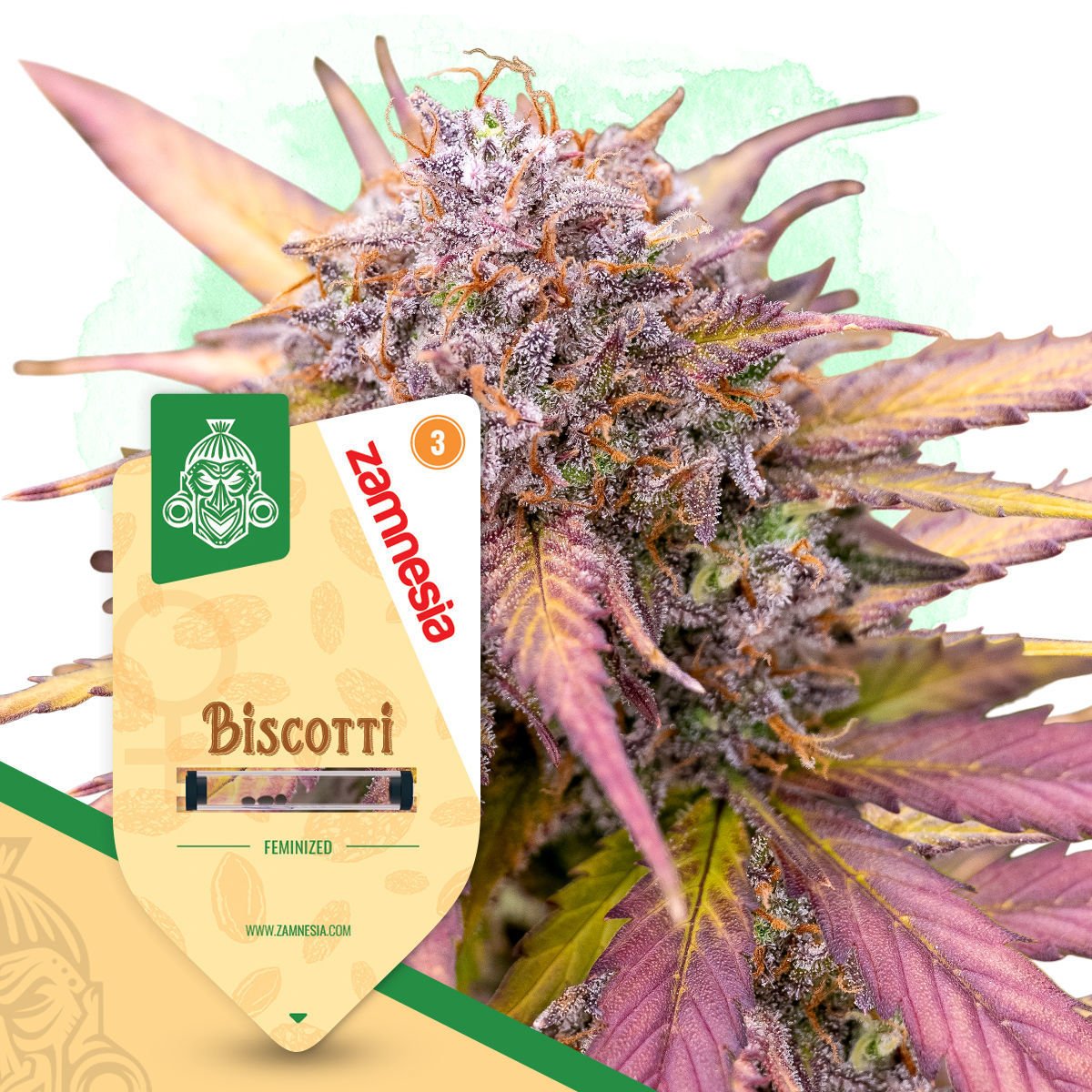 Biscotti Feminisiert (Linda Seeds)