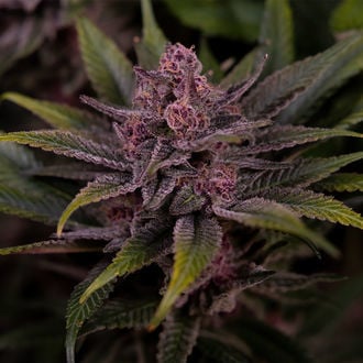 Biscotti (Zamnesia Seeds) feminized