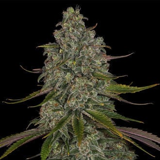 Strawberry Cough (Zamnesia Seeds) feminized