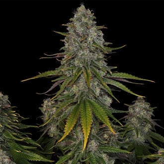 Strawberry Cough (Zamnesia Seeds) feminized