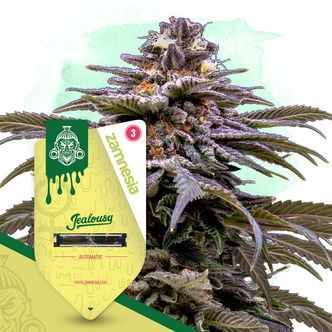 Top 10 Autoflowering Seeds - Zamnesia