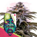 Jealousy Autoflower (Zamnesia Seeds) Feminized