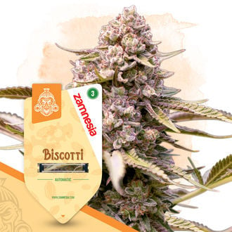 Biscotti Automatic (Zamnesia Seeds) feminisiert