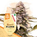 Biscotti Automatic (Zamnesia Seeds) feminized