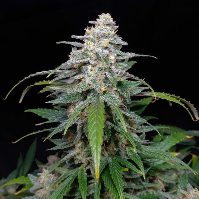 curry plante *RETAIL