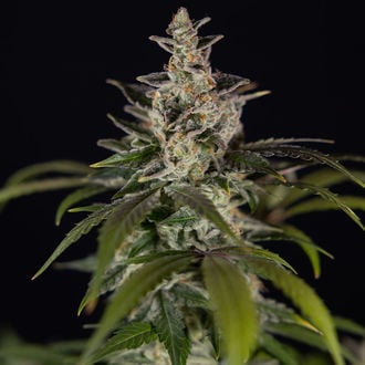 Black Orchid Autoflower (Zamnesia Seeds) feminized
