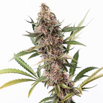 Black Orchid Autoflower (Zamnesia Seeds) feminized