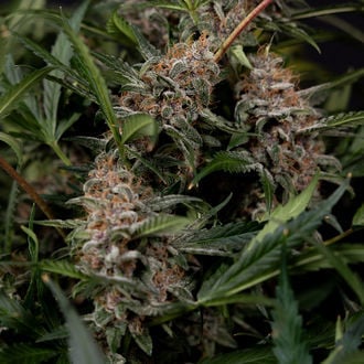 Black Orchid Autoflower (Zamnesia Seeds) feminized
