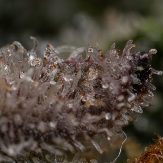 Black Orchid Autoflower (Zamnesia Seeds) feminized