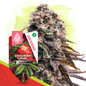 Strawberry Cough Autoflower (Zamnesia Seeds) feminized