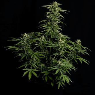 Epsilon F1 Autoflower (Royal Queen Seeds) Feminized