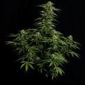 Epsilon F1 Automatic (Royal Queen Seeds) feminisiert