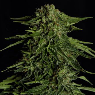 Epsilon F1 Autoflower (Royal Queen Seeds) Feminized