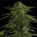 Epsilon F1 Automatic (Royal Queen Seeds) feminisiert