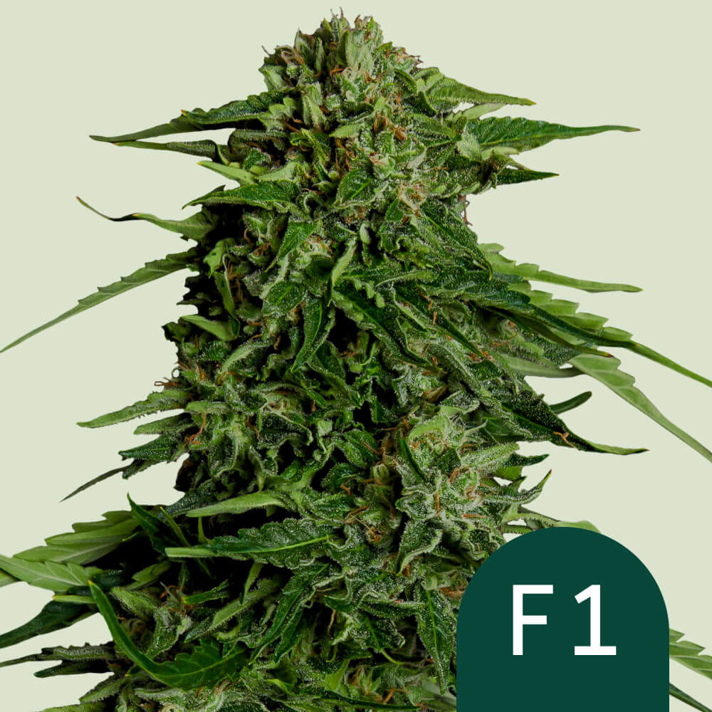 Blueberry Feminisiert (Royal Queen Seeds)