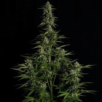 Medusa F1 Autoflower (Royal Queen Seeds) Feminized