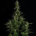 Medusa F1 Automatic (Royal Queen Seeds) feminisiert