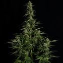 Medusa F1 Automatic (Royal Queen Seeds) Feminized