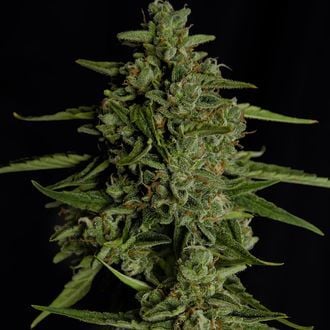 Medusa F1 Autoflower (Royal Queen Seeds) Feminized