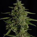 Medusa F1 Automatic (Royal Queen Seeds) feminisiert