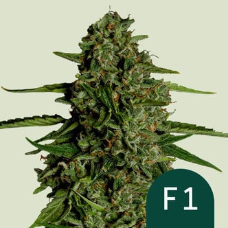 Medusa F1 Automatic (Royal Queen Seeds) Feminized