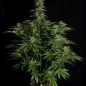 Hyperion F1 Automatic (Royal Queen Seeds) feminisiert