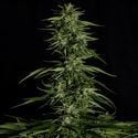 Hyperion F1 Automatic (Royal Queen Seeds) feminisiert