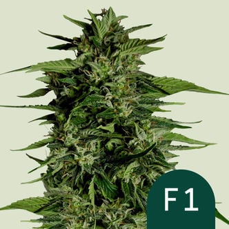 Hyperion F1 Automatic (Royal Queen Seeds) Feminized