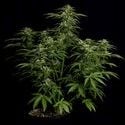 Apollo F1 Automatic (Royal Queen Seeds) feminisiert