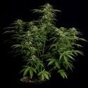 Apollo F1 Automatic (Royal Queen Seeds) Feminized